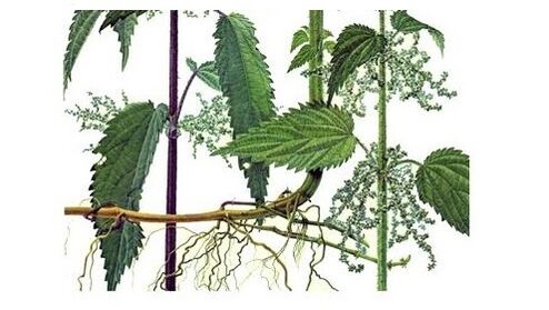 Cardione contains nettle root